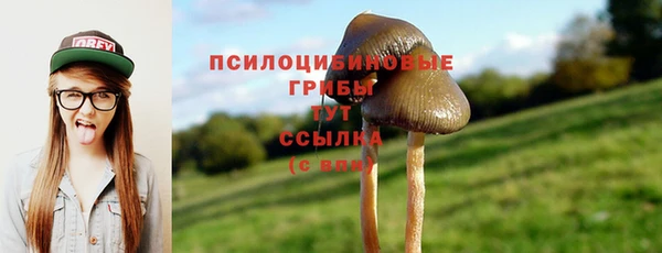 ГАЛЛЮЦИНОГЕННЫЕ ГРИБЫ Аркадак